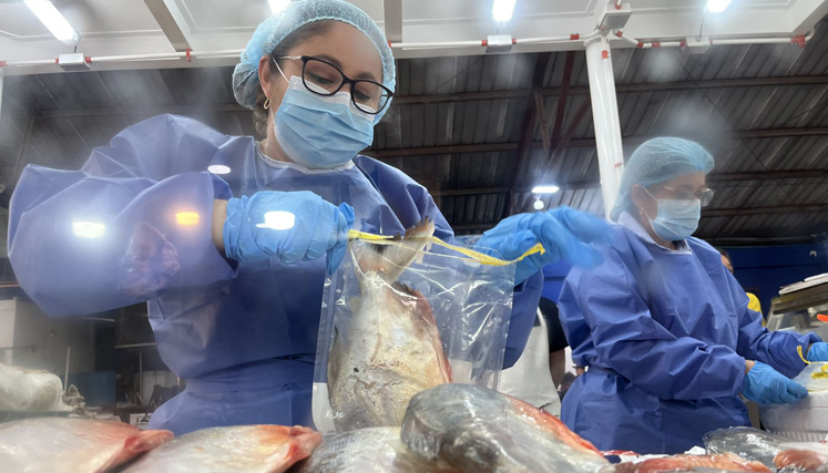 Salud de Cúcuta refuerza controles sobre venta de pescado en Semana Santa